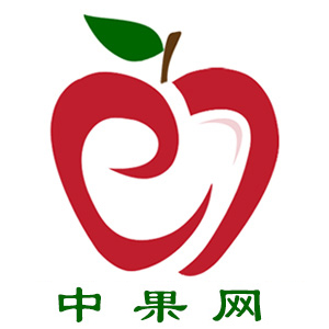 【中果网】洛川：节日到 苹果销售俏